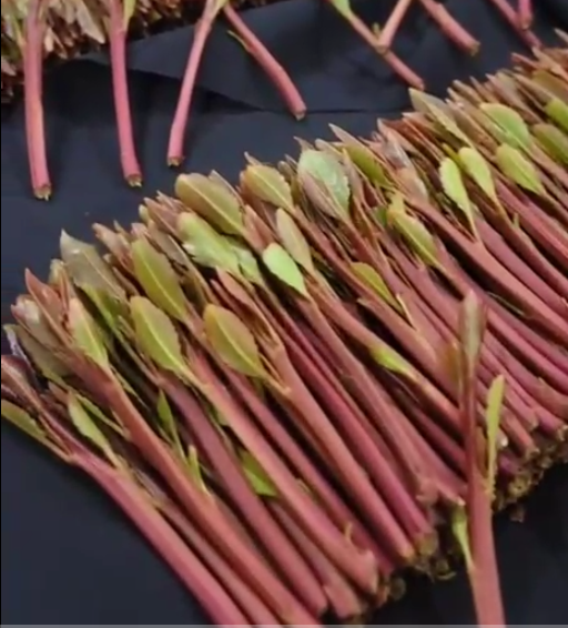 قات ارحبي درجة أولى